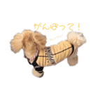 トイプードルのモコくん（個別スタンプ：12）