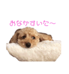 トイプードルのモコくん（個別スタンプ：15）