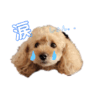 トイプードルのモコくん（個別スタンプ：16）