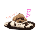 トイプードルのモコくん（個別スタンプ：20）