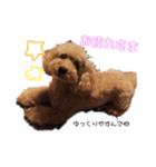 トイプードルのモコくん（個別スタンプ：22）