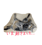 こじとらぷぷ（個別スタンプ：2）