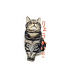 こじとらぷぷ（個別スタンプ：3）