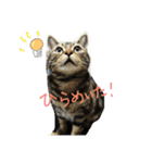 こじとらぷぷ（個別スタンプ：4）