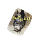 こじとらぷぷ（個別スタンプ：6）