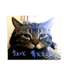 こじとらぷぷ（個別スタンプ：8）