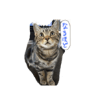 こじとらぷぷ（個別スタンプ：9）