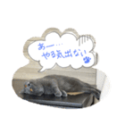 こじとらぷぷ（個別スタンプ：10）