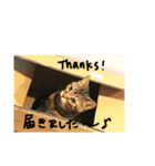 こじとらぷぷ（個別スタンプ：11）