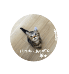 こじとらぷぷ（個別スタンプ：12）