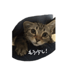 こじとらぷぷ（個別スタンプ：14）