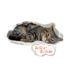こじとらぷぷ（個別スタンプ：16）