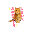 中山さん家の猫さん（個別スタンプ：1）