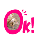 中山さん家の猫さん（個別スタンプ：3）