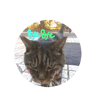 中山さん家の猫さん（個別スタンプ：8）