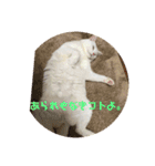 モンテさん。（個別スタンプ：10）