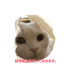 モンテさん。（個別スタンプ：12）