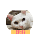 モンテさん。（個別スタンプ：14）