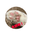 モンテさん。（個別スタンプ：16）