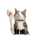 麦にゃん4（個別スタンプ：5）