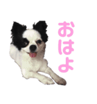 狆チワのエルさん〜時々メンヘラ～（個別スタンプ：3）
