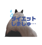 狆チワのエルさん〜時々メンヘラ～（個別スタンプ：5）