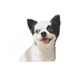 狆チワのエルさん〜時々メンヘラ～（個別スタンプ：7）