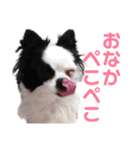 狆チワのエルさん〜時々メンヘラ～（個別スタンプ：8）