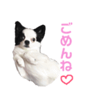 狆チワのエルさん〜時々メンヘラ～（個別スタンプ：9）