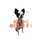 狆チワのエルさん〜時々メンヘラ～（個別スタンプ：12）