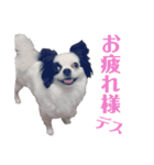 狆チワのエルさん〜時々メンヘラ～（個別スタンプ：15）