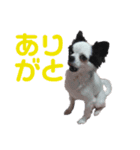 狆チワのエルさん〜時々メンヘラ～（個別スタンプ：16）