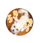 チワマルの小太郎スタンプ（個別スタンプ：1）