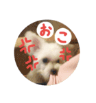 チワマルの小太郎スタンプ（個別スタンプ：2）