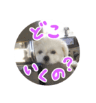 チワマルの小太郎スタンプ（個別スタンプ：3）