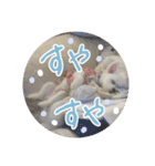 チワマルの小太郎スタンプ（個別スタンプ：4）