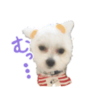 チワマルの小太郎スタンプ（個別スタンプ：10）