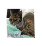 白い奴！茶い奴！（個別スタンプ：10）