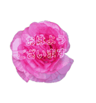 真面目なお花のスタンプ（個別スタンプ：6）