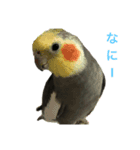 鳥カメ合戦（個別スタンプ：1）