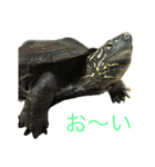 鳥カメ合戦（個別スタンプ：2）