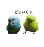 鳥カメ合戦（個別スタンプ：3）