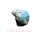 鳥カメ合戦（個別スタンプ：4）