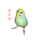 鳥カメ合戦（個別スタンプ：5）