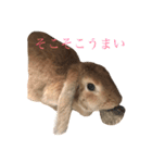 アッサムスタンプEX（個別スタンプ：5）