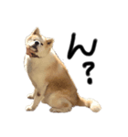 秋田犬はちとふわふわ赤ちゃんスタンプ（個別スタンプ：1）