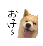 秋田犬はちとふわふわ赤ちゃんスタンプ（個別スタンプ：2）