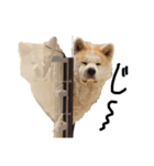 秋田犬はちとふわふわ赤ちゃんスタンプ（個別スタンプ：4）