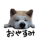 秋田犬はちとふわふわ赤ちゃんスタンプ（個別スタンプ：5）