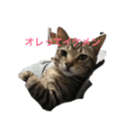 とらねこの日々（個別スタンプ：1）